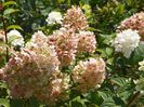 hydrangea pan. Sundae Fraise