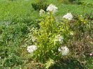hydrangea pan. Phantom