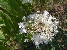 hydrangea pan. Phantom