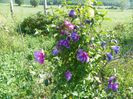 hibiscus Duc de Brabant