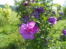 hibiscus Duc de Brabant
