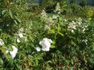 hydrangea pan. Unique si Francine Austin