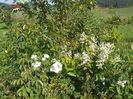 hydrangea pan. Unique si Francine Austin
