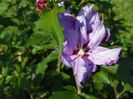 hibiscus syriacus Ardens