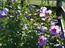 hibiscus syriacus