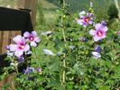 hibiscus syriacus