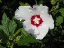 hibiscus syriacus