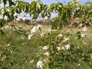 clematis Summer Snow