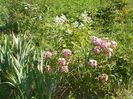 Robin Hood si hydrangea pan. Pink Diamond