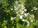 hydrangea pan. Pink Diamond/ Interhydia