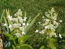 hydrangea pan. Pink Diamond/ Interhydia