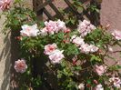 Albertine