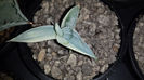 Agave Isthmensis Kabutogani Variegated