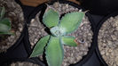 Agave Isthmensis Mediopicta Becky