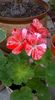 Mozaic Red