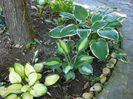 Hosta Janet, Snake Eyes, France