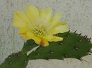 Opuntia robusta-surpriza de azi