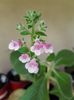 Pink Schadow