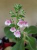 Pink Schadow