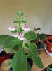 Pink Schadow