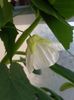 Abutilon  alb (19-08-2017)