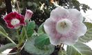 Atlant x Ariadne si Tigrina Pink