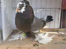 SAM_4475