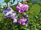 hibiscus syriacus Ardens