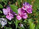 hibiscus syriacus Ardens