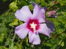 hibiscus syriacus