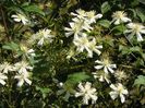 clematis Summer Snow