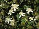 clematis Summer Snow