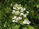 hydrangea pan. Pink Diamond Interhydia