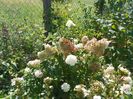 hydrangea pan. Sundae Fraise