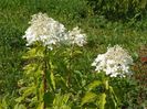 hydrangea pan. Phantom