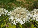 hydrangea pan. Phantom