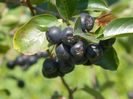 aronia melanocarpa Viking