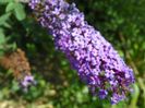 buddleja Empire Blue