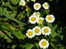 tanacetum parthenium