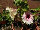 18 aug 056