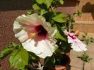 18 aug 058