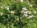 18 aug 064