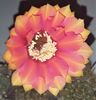 Echinopsis Sasquatch