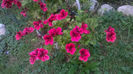Candy Flower Dark Red