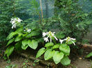 Hosta Plantagineea