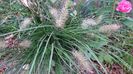 Pennisetum  alopecuroides-