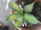 Agave potatorum rum runner