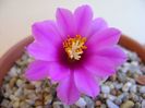 Mammillaria schumannii v. globosa