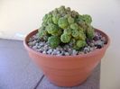 Mammillaria bocasana cv. Fred