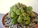 Mammillaria bocasana cv. Fred
